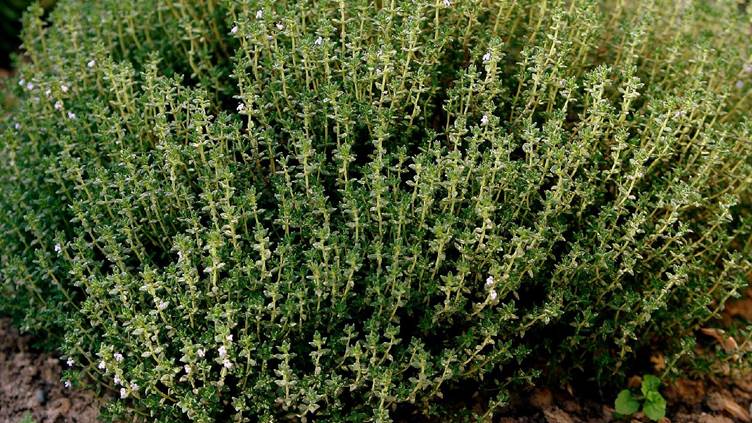 Cultivo de tomillo mediterráneo para proyectos de rewilding y biodiversidad urbana
