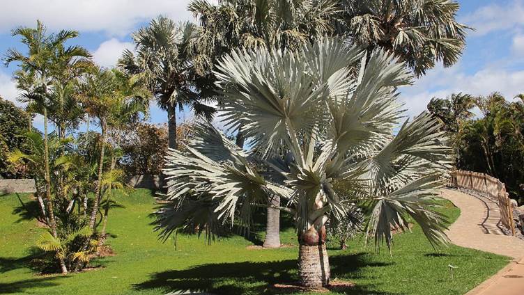 Colecciones botánicas de palmeras en el Palmetum
