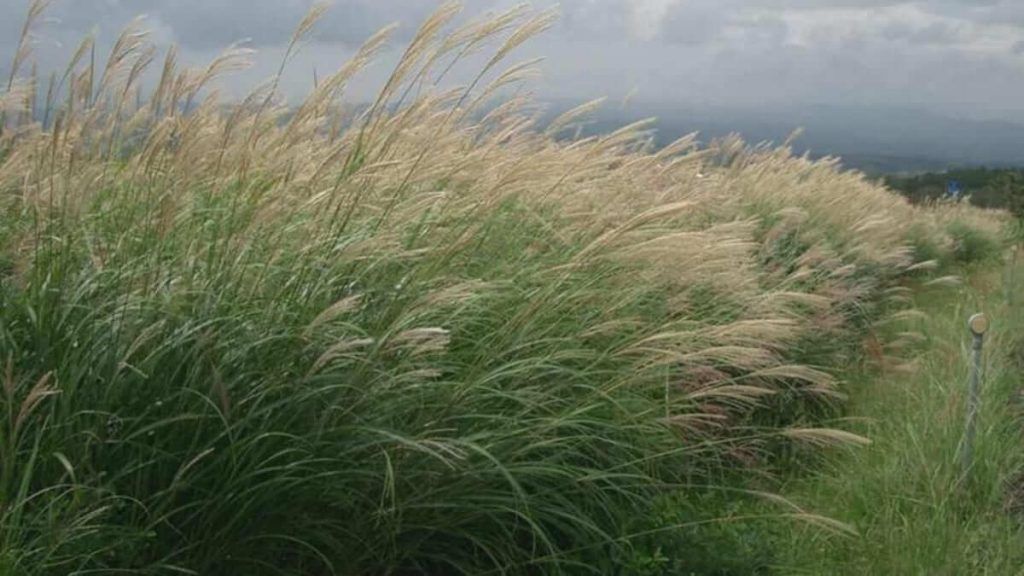 Gramíneas ornamentales: Miscanthus sinensis