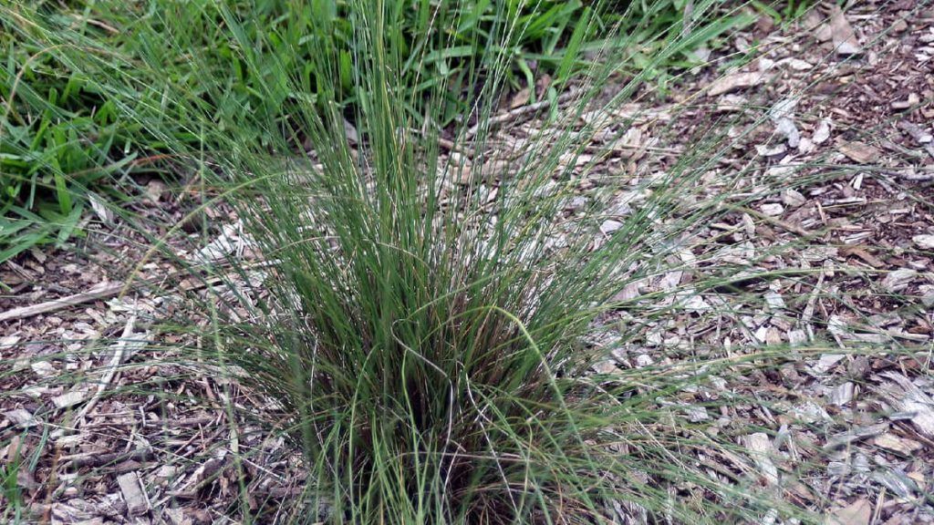 Gramíneas ornamentales: Muhlenbergia capillaris