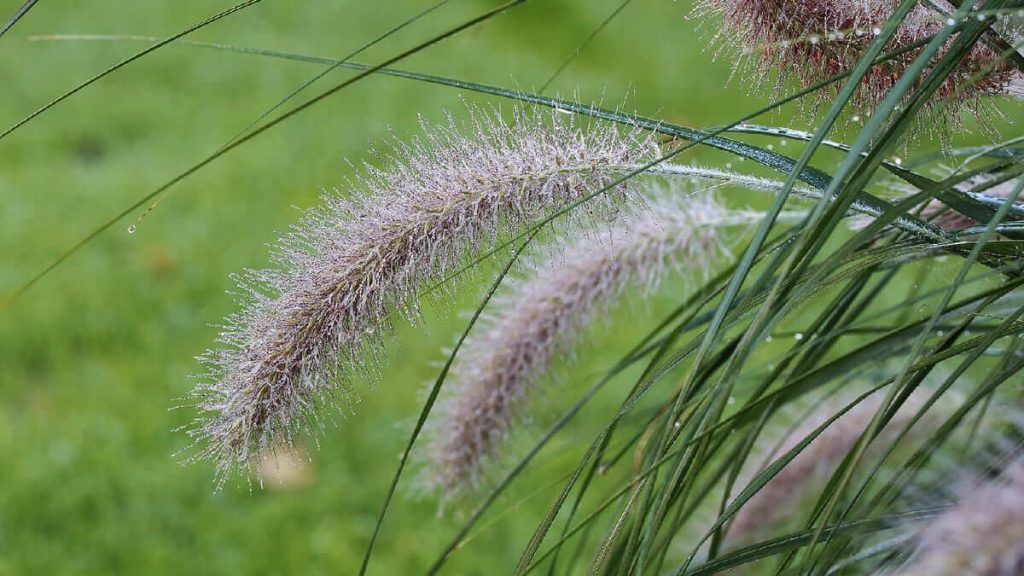 Gramíneas ornamentales: Pennisetum alopecuroides