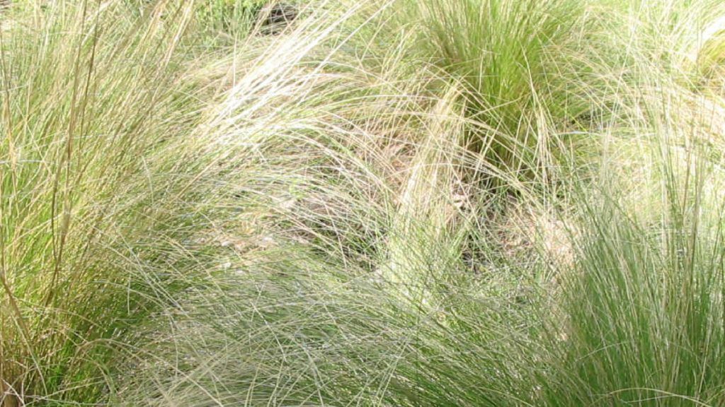 Gramíneas ornamentales: Nasella tenuissima