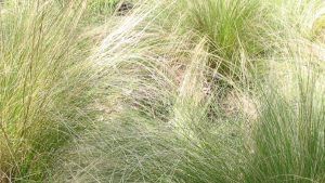 gramineas ornamentales. Nasella tenuissima