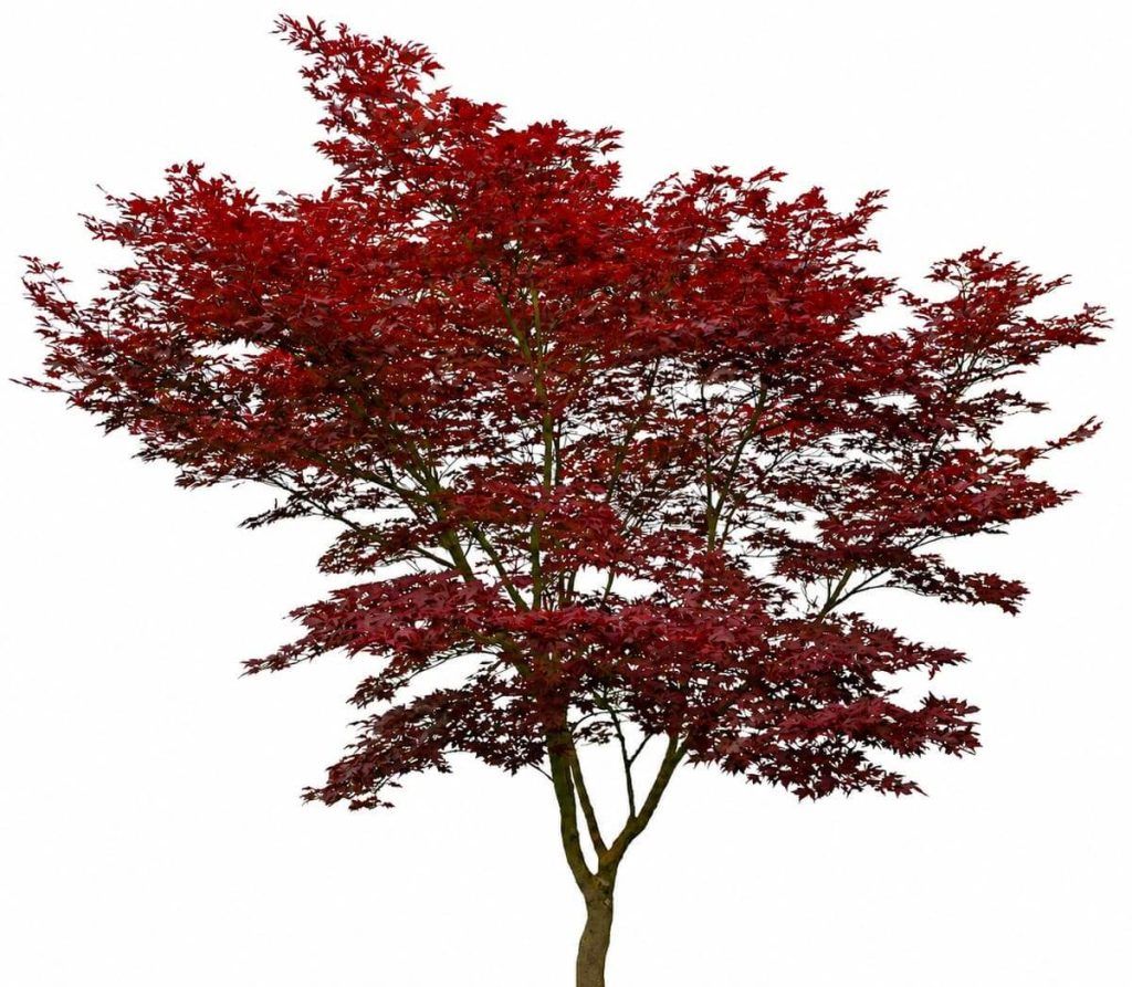 Acer palmatum en el diseño de jardines pequeños