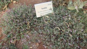 plantas jardin botanico el albardinal