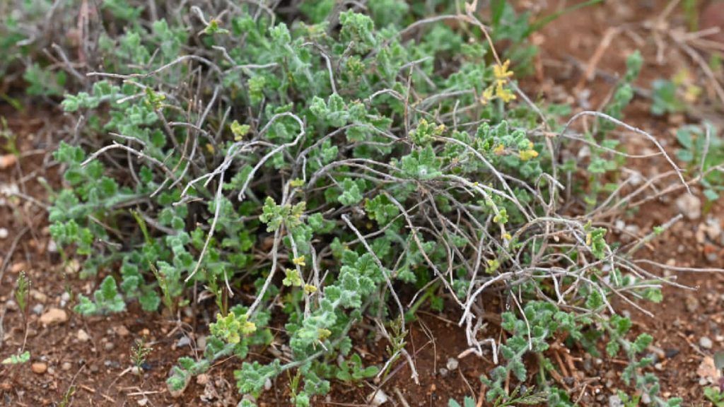 Teucrium intricatum - Jardín Botánico El Albardinal