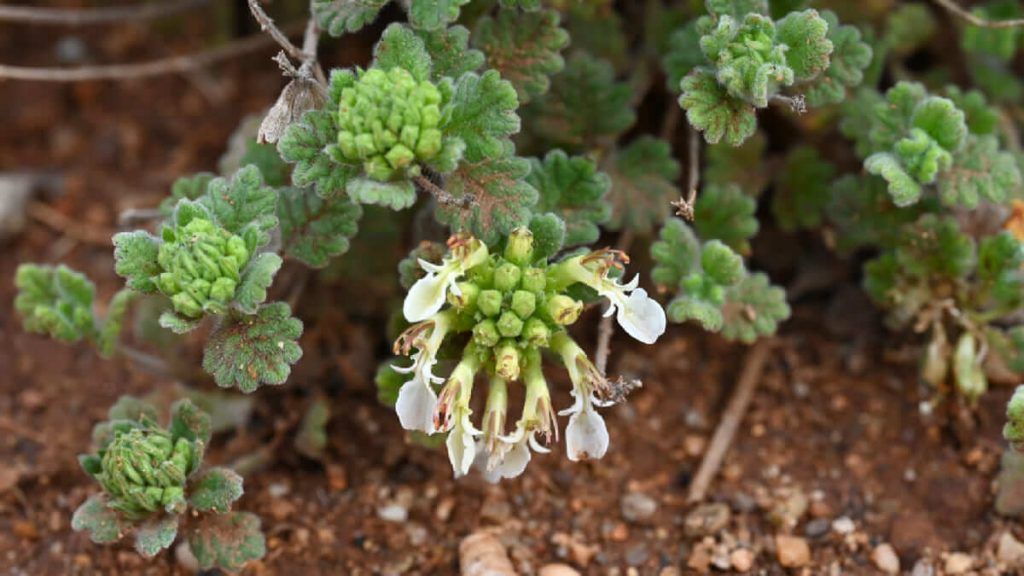 Teucrium rotundifolium- Jardín Botánico El Albardinal