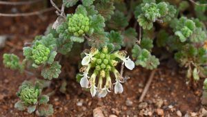 teucrium rotundifolium