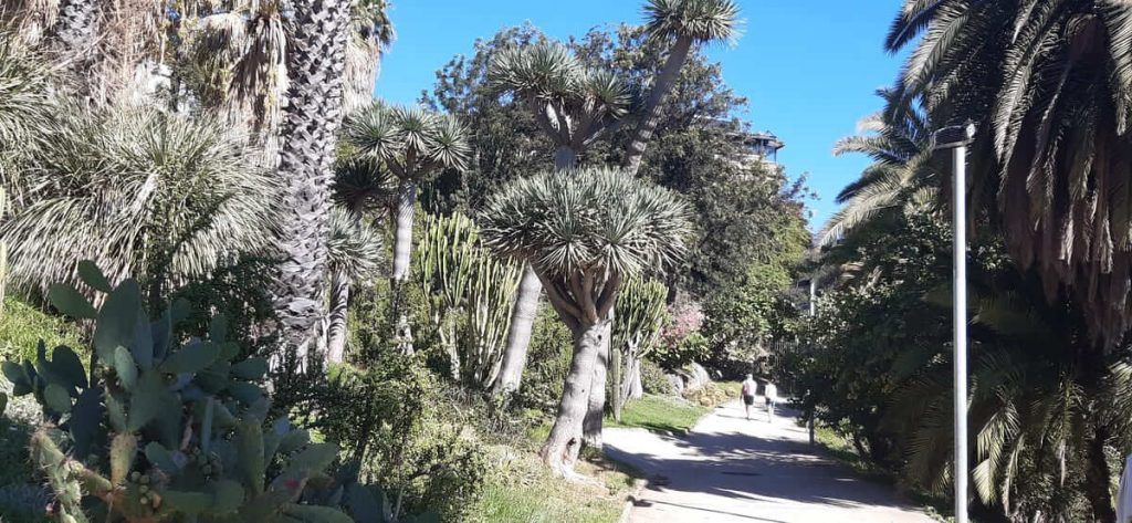 Vegetación adaptada a condiciones secas en los Jardins de Mossèn Costa i Llobera de Barcelona